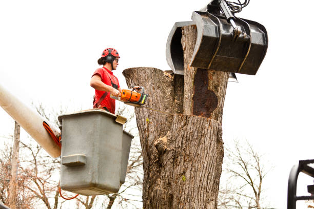  , USA Tree Removal Services Pros